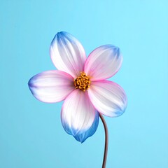 Pink-white flower with blue tips on a light blue background