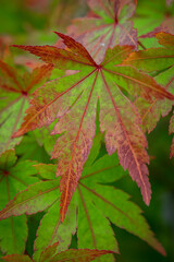 紅葉　紅葉