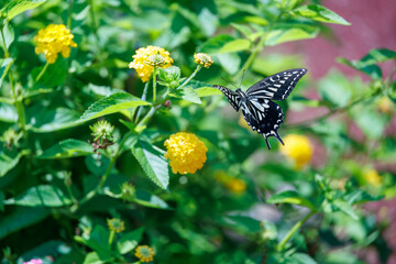美しいナミアゲハ（アゲハチョウ科）。
ランタナ（クマツヅラ科）の花の蜜を吸っている。
英名学名：Asian Swallowtail butterfly, Papilio xuthus
Lantana, Lantana camara
静岡県伊豆半島賀茂郡南伊豆町中木ヒリゾ浜、石廊崎オーシャンパーク-2025年
