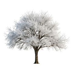 Winter's embrace: A majestic deciduous tree heavily frosted against a stark black backdrop