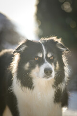 Portrait of a Border Collie in winter, snowflakes on fur and intense gaze.