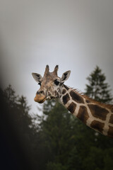 Close-up portrait of a giraffe with trees and cloudy sky in the background.
