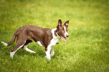 Spring portrait of dog in nature. He is so cute in the nature. He has so lovely face	

