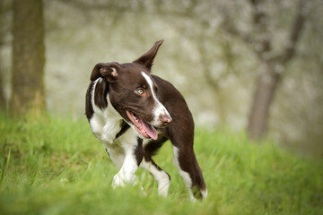 Spring portrait of dog in nature. He is so cute in the nature. He has so lovely face	
