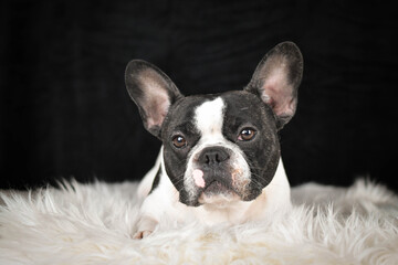 French Bulldog lying on a fluffy white rug against a black background, looking calm and relaxed.