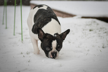 French Bulldog walking through fresh snow in winter garden, curious expression.