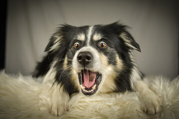 Border Collie lying on a rug, focused expression while watching and catching a treat.