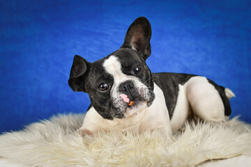 French Bulldog Posing on Faux Fur with Blue Background. A black and white French Bulldog with distinctive facial markings lies on a soft white faux fur rug against a rich blue studio backdrop