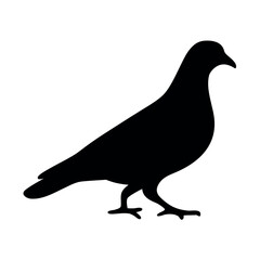 Silhouette of a pigeon standing on a white background