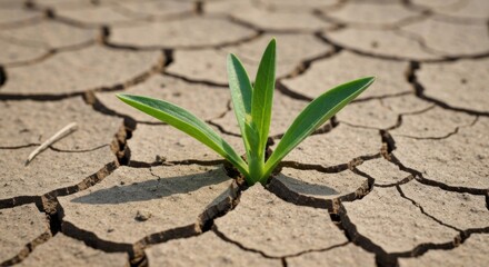 A small, vibrant green plant sprouts from cracked earth