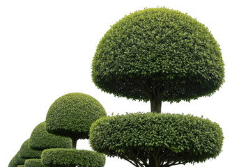 Artistically shaped green topiary garden plants isolated on transparent background