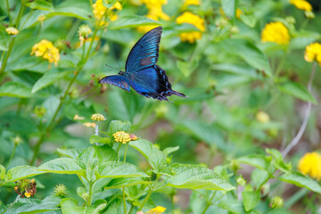 Fototapeta premium 美しいカラスアゲハ（アゲハチョウ科）。 ランタナ（クマツヅラ科）の花の蜜を吸っている。 英名学名：Chinese peacock, Papilio Lantana, Lantana camara 静岡県伊豆半島賀茂郡南伊豆町中木ヒリゾ浜、石廊崎オーシャンパーク-2025年 