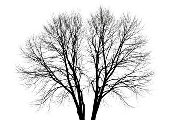 Detailed dark silhouette of a lush evergreen tree isolated on transparent background