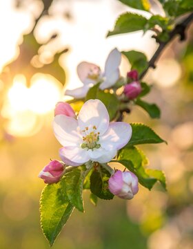 Backlit blossoms on a branch at sunset