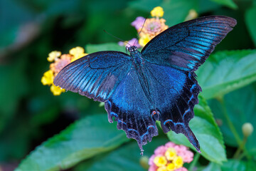 美しいカラスアゲハ（アゲハチョウ科）。
ランタナ（クマツヅラ科）の花の蜜を吸っている。
英名学名：Chinese peacock, Papilio
Lantana, Lantana camara
静岡県伊豆半島賀茂郡南伊豆町中木ヒリゾ浜、石廊崎オーシャンパーク-2025年
