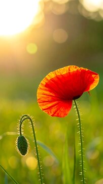 Backlit poppy flower and bud in a green field at sunset