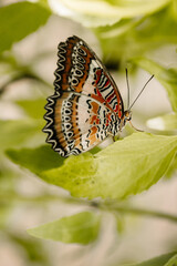  Red Lacewing butterfly. Scientific name: Cethosia biblis