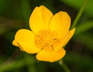Close-up of a bright yellow flower (4)