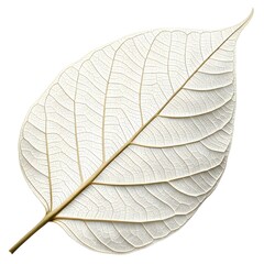 Obraz premium White Figwood Leaf Unique Tropical Foliage with Soft Pale Green to White Tones and Distinctive Veining Highlighted in Elegant Minimalist Botanical Still Life on White Background