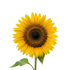 Fototapeta premium Beautiful sunflower blossom with detailed seed pattern and yellow petals