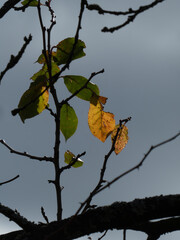 Silhouetted Tree Branches with Last Autumn Leaves