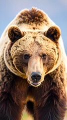 Fototapeta premium Close-up of a large brown bear. Facing the camera