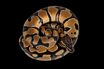 snake on black background, close up of a python, ball pyhton on black background
