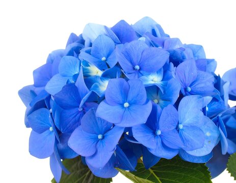 Close-up vibrant blue hydrangea cluster