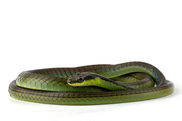 Common Bronzeback on a white background, Close up of a Common Bronzeback 