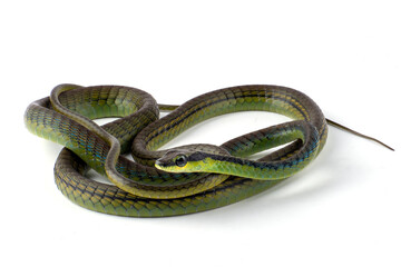Common Bronzeback on a white background, Close up of a Common Bronzeback 