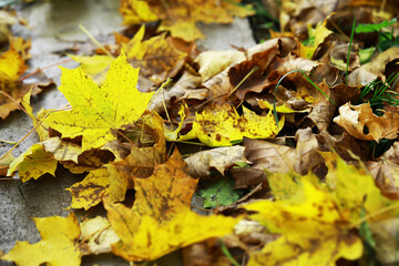 Vibrant Autumn Leaves on the Ground Capturing the Essence of Fall Foliage