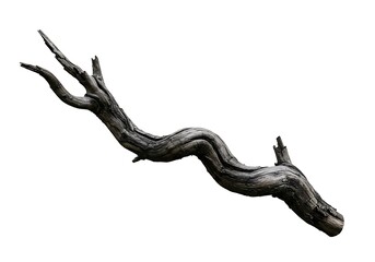 Obraz premium Dried branch isolated on white