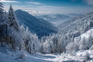 Fototapeta premium Snow blankets a vast mountain valley where evergreen trees stand tall under a clear blue winter sky