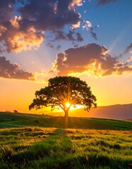 Sunrise silhouettes of a tree