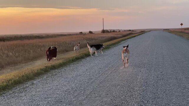 Happy dogs sprinting across a meadow pasture in a peaceful countryside farm environment