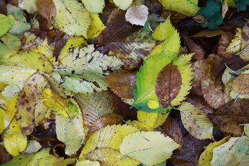 Vibrant Autumn Leaves: A Colorful Carpet of Fallen Foliage Capturing the Essence of Fall