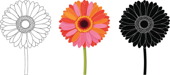 Gerbera flower in line art, color, and silhouette illustration