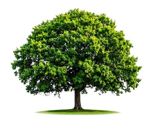 Lush green tree, full canopy, isolated on white