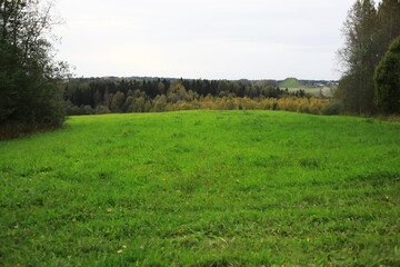 Lush Green Meadow with Forested Horizon Under Overcast Sky in Tranquil Countryside Setting