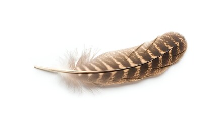 A single owl feather, centered on clean background