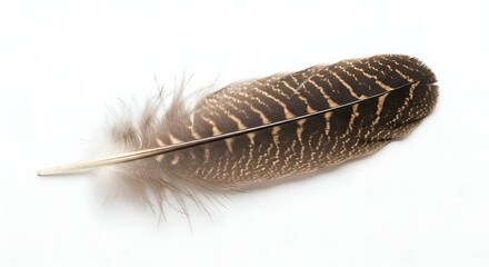 A single owl feather, centered on white background