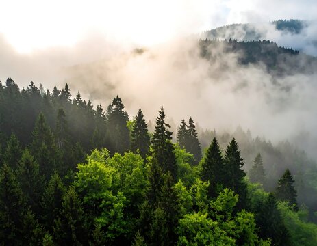 Misty mountain forest, dense trees in layers, soft light filtering through - Powered by Adobe