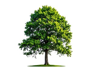 Isolated vibrant green deciduous tree, full of foliage, against a pure white background.  A single, healthy tree stands on a grassy base