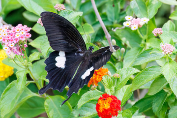 Fototapeta premium 美しいモンキアゲハ（アゲハチョウ科）。 ランタナ（クマツヅラ科）の花の蜜を吸っている。 英名学名：The Red Helen, Papilio helenus, swallowtail Butterfly Lantana, Lantana camara 静岡県伊豆半島賀茂郡南伊豆町中木ヒリゾ浜、石廊崎オーシャンパーク-2025年 