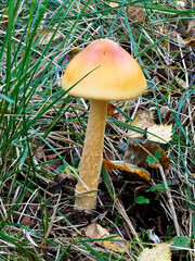 An Amanita Mushroom, possibly Amanita crocea in the grass and leaf litter of a Scottish Woodland setting near to Dundee.