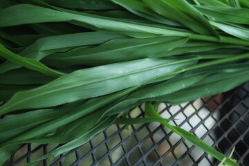 Green vetiver leaves background or texture
