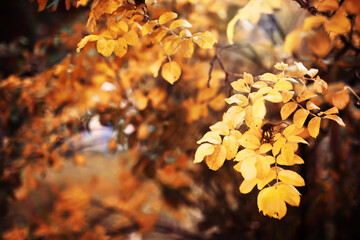 Beautiful Nature Autumn landscape. Scenery view on autumn city park with golden yellow foliage in Sunny day. Walking path in the city Park strewn with autumn fallen leaves.