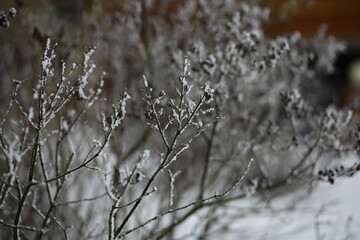 White snow on a bare tree branches on a frosty winter day, close up. Natural background. Selective botanical background.