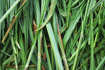 Green vetiver leaves background or texture