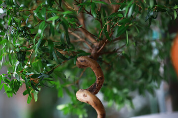 Close-Up of Bonsai Tree with Twisted Trunk and Lush Green Foliage in Soft Focus